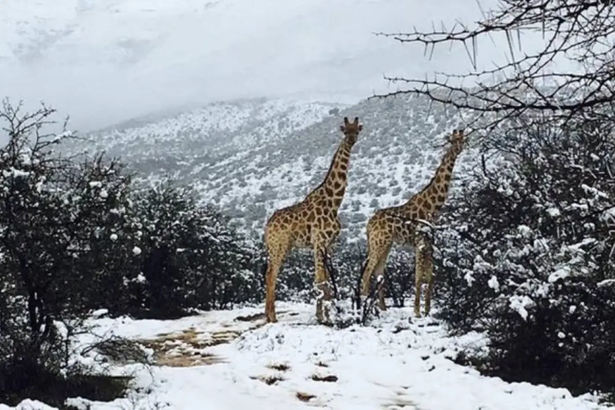 cae-nieve-en-africa-julio-2024.webp, 
