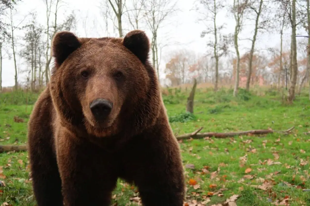 ataque-oso-brasov-rumania-septiembre-2024-emisoras-unidas.webp, 