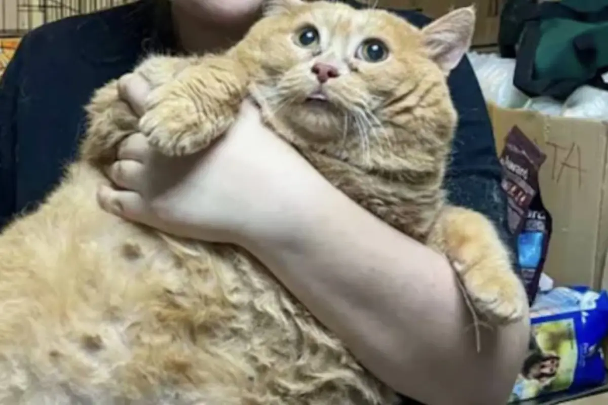 muere-migajas-el-gato-viral-octubre-2024.webp, 