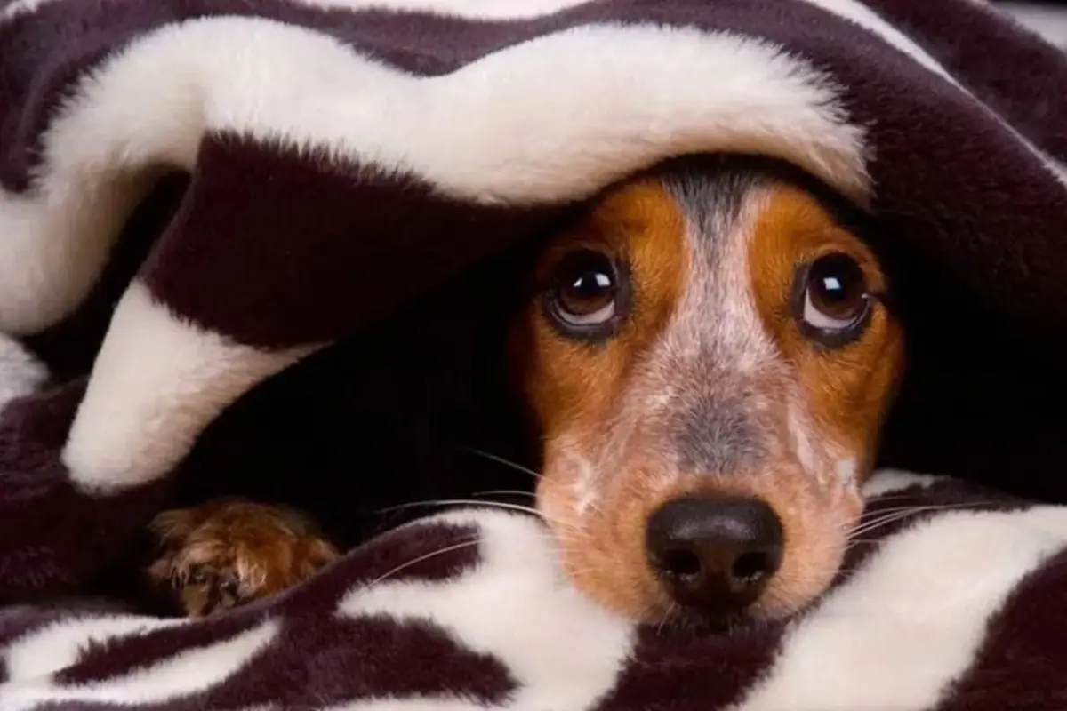 como-calmar-a-tu-perro-cuando-hay-pirotecnia-1.webp, 