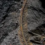 Imagen de una pluma fosilizada conservada con la roca volcánica , Fotografía facilitada por: Edoardo Terranova