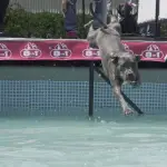 Pet Fest ,Pet Fest