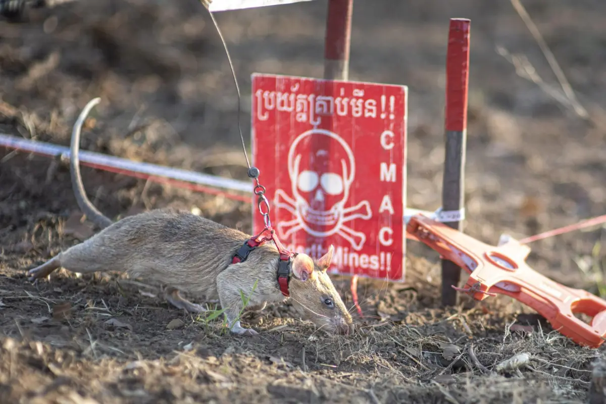 La rata buscaminas &quot;Ronin&quot;, ganadora del Récord Guinness de detección de minas antipersonales en Camboya,  EFE/ Apopo /  ***SOLO USO EDITORIAL/SOLO DISPONIBLE PARA ILUSTRAR LA NOTICIA QUE ACOMPAÑA (CRÉDITO OBLIGATORIO)***
