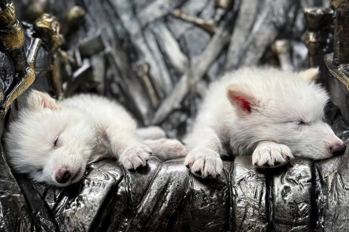Científicos &quot;reviven&quot; al lobo huargo, famoso por &quot;Game of Thrones&quot;, extinto hace 13 mil años, Colossal Biosciences
