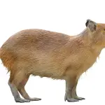Capibara WhatsApp ,Redes sociales