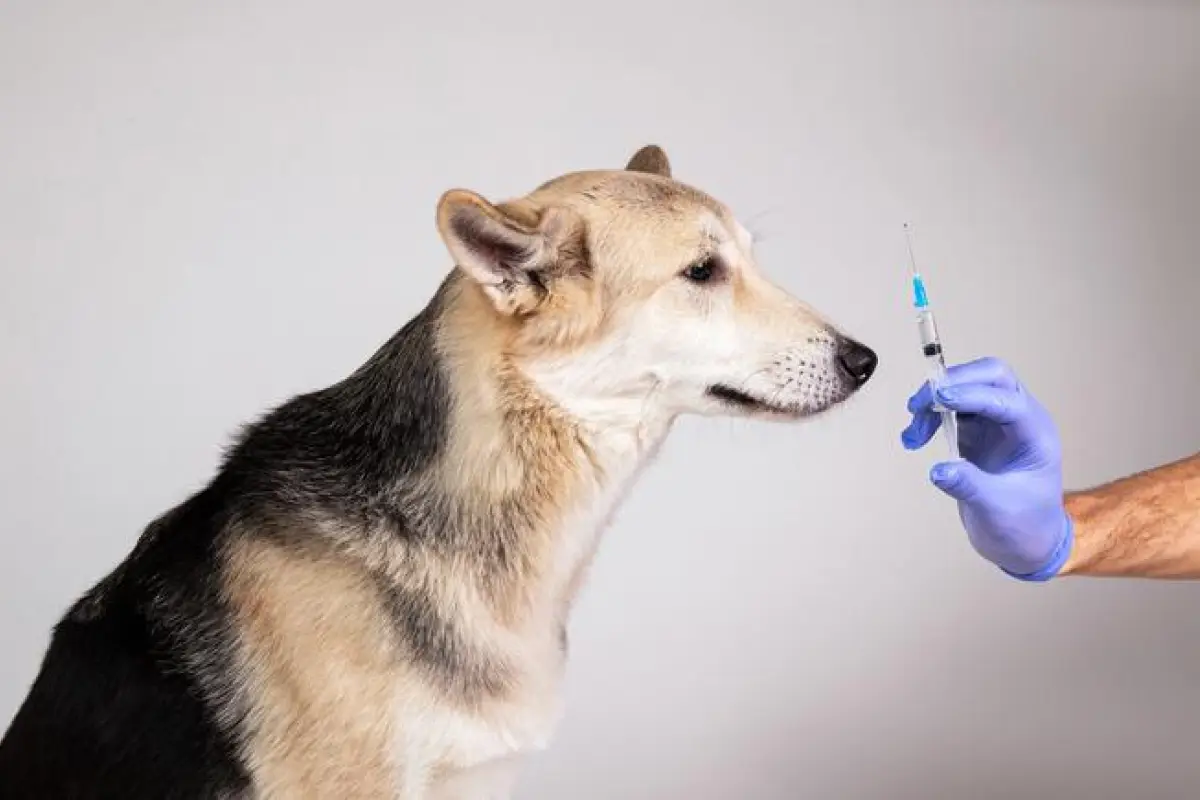 perro diabetes, Facebook