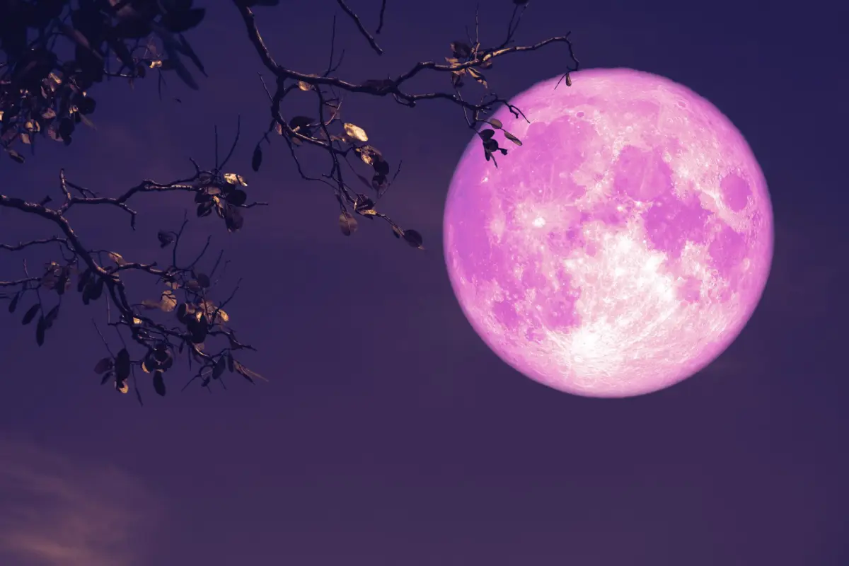 Luna de fresa, Luna de fresa