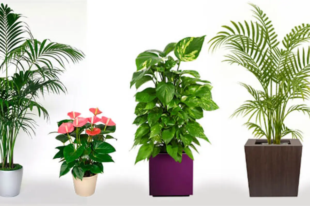 planta, planta