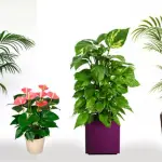 planta ,planta