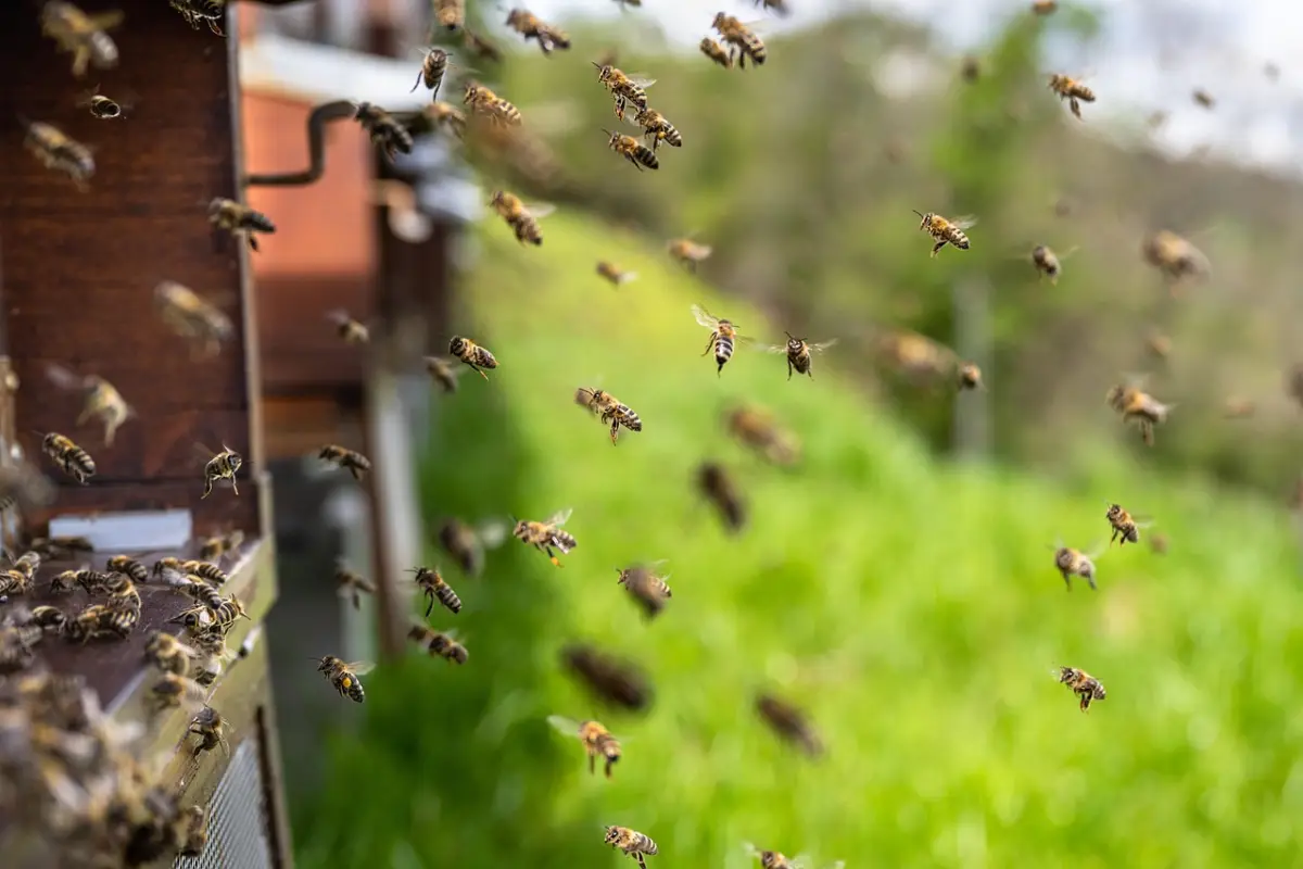 abejas, insectos, abejas de miel, colmena, miel, alas, cría, hymenoptera, entomología, apicultura, colonia, abeja, apicultor, carnica, naturaleza, abeja melífera carniola, abejas, abejas, abejas, abejas, abejas, miel, abeja, abeja, abeja, abeja, abeja,, Pixabay