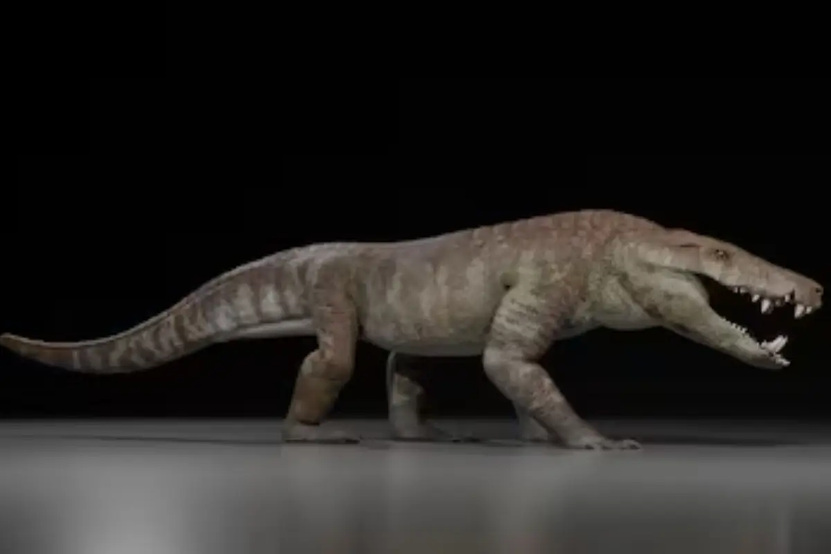 Cocodrilo, Redes sociales