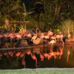 Zoológico La Aurora - Noches de Luna ,Redes sociales