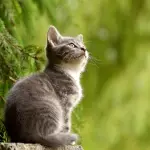 Día del Gato ,Redes sociales