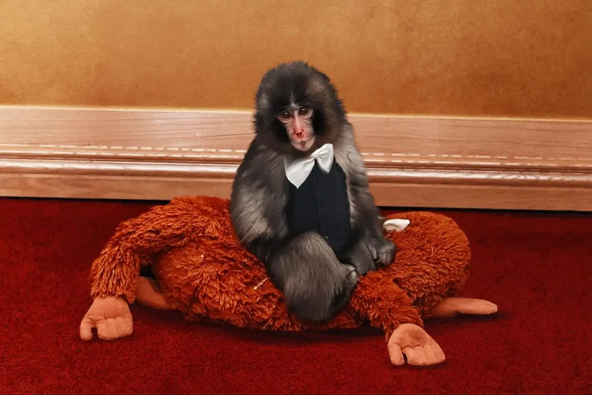 Punch Actor Awards, Redes sociales