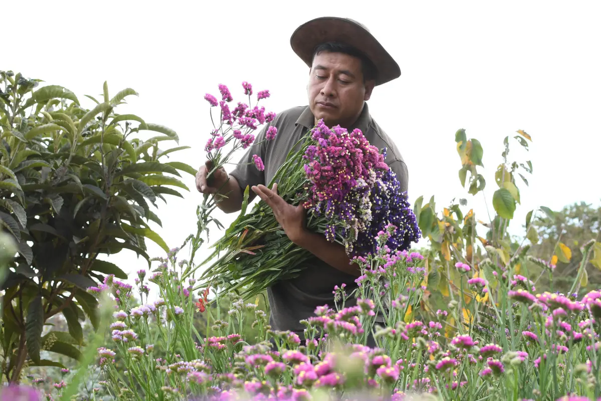 Edin Pérez recolecta flores de la especie Limonium sinuatum, conocida popularmente como "siempreviva" o "inmortal" el 18 de marzo de 2026 en San Pedro Las Huertas (Guatemala)., EFE