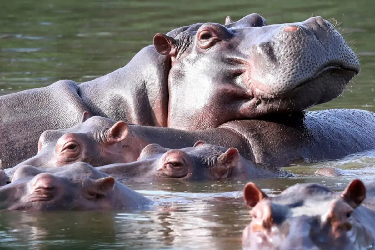 La invasión de hipopótamos en Colombia. , Redes sociales.