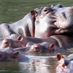 La invasión de hipopótamos en Colombia.  ,Redes sociales.