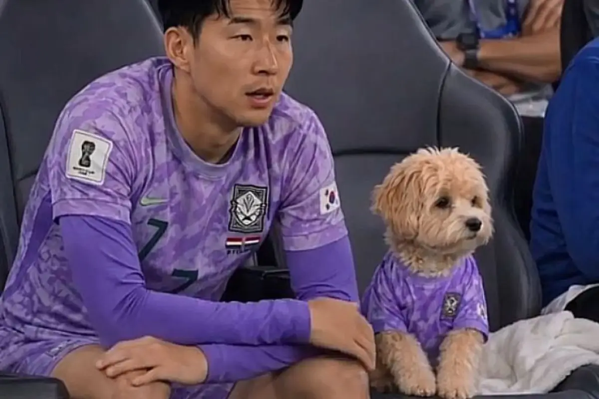 Perro Corea del Sur, Redes sociales