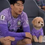 Perro Corea del Sur ,Redes sociales