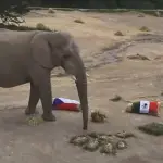 Un elefante y un delfín predicen el México vs Chequia en el Mundial 2026: ¿a quién eligieron? ,Captura de pantalla video de Facebook.