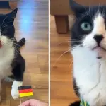 Billy gato Mundial 2026 ,Redes sociales