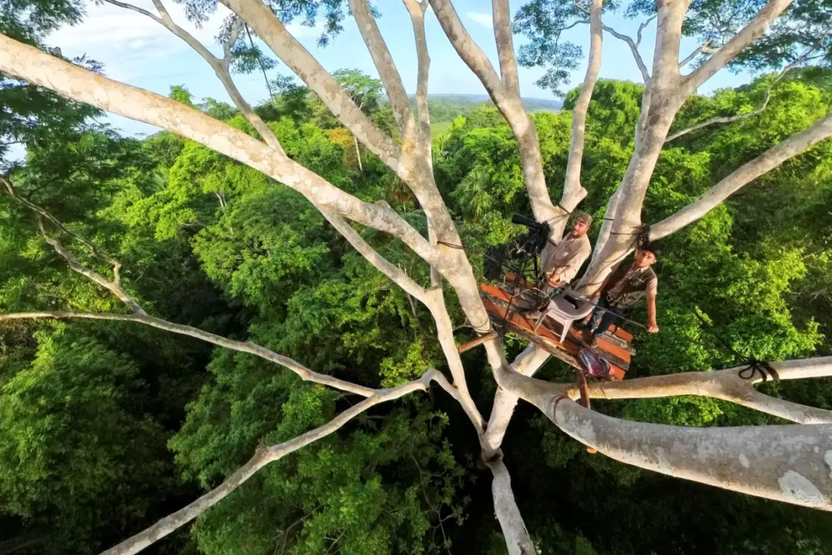 Mayan Forest in Check, Foto cortesía