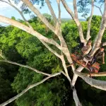 Mayan Forest in Check ,Foto cortesía