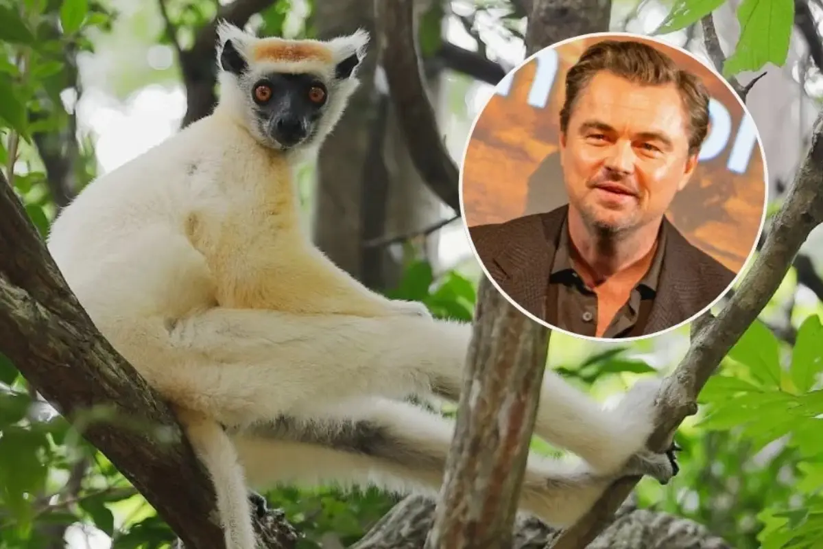 Leonardo DiCaprio , Redes sociales de Leonardo DiCaprio 