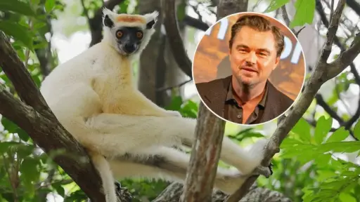 Leonardo DiCaprio  ,Redes sociales de Leonardo DiCaprio 