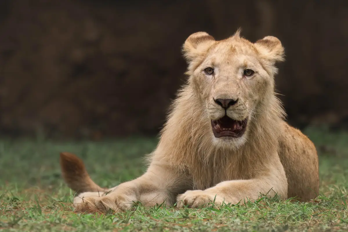 Leones en Zoológico La Aurora, Redes sociales Zoológico La Aurora