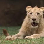 Leones en Zoológico La Aurora ,Redes sociales Zoológico La Aurora