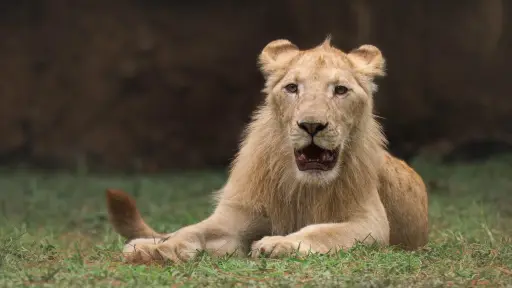 Leones en Zoológico La Aurora ,Redes sociales Zoológico La Aurora