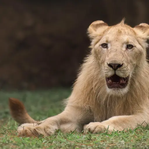 Leones