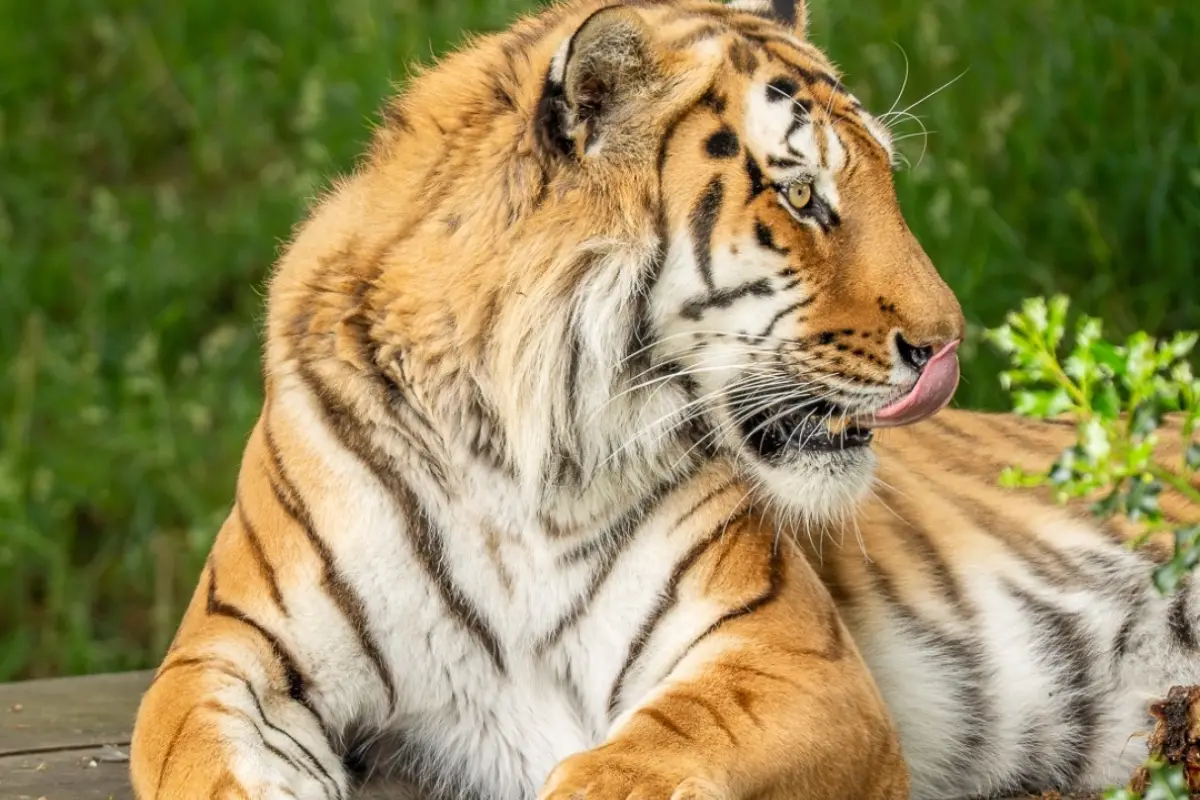 Altai, tigre de Amur, Foto redes sociales de Yorkshire Wildlife Park