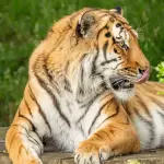 Altai, tigre de Amur ,Foto redes sociales de Yorkshire Wildlife Park