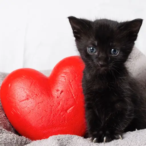 Gato